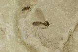 Fossil Fly (Diptera) - Green River Formation, Utah #111409-1